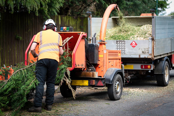 Best Best Tree Removal Services  in Prospect, KY